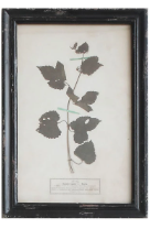 Load image into Gallery viewer, Framed Wall Decor with Floral Art, 16 Styles
