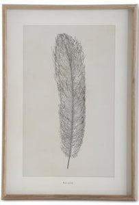 Assorted 25.5 Inch Framed Feather Prints (4 Styles)
