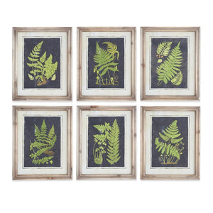 Assorted 16.75 Inch Natural Wood Framed Fern Prints