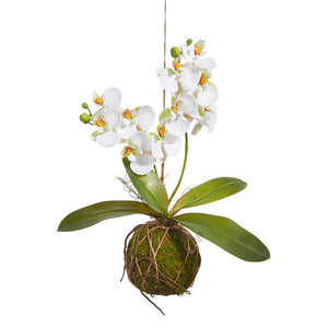 15" REAL TOUCH WHITE ORCHID WITH MOSS BALL