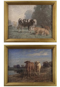 Cow's Grazing Framed Prints