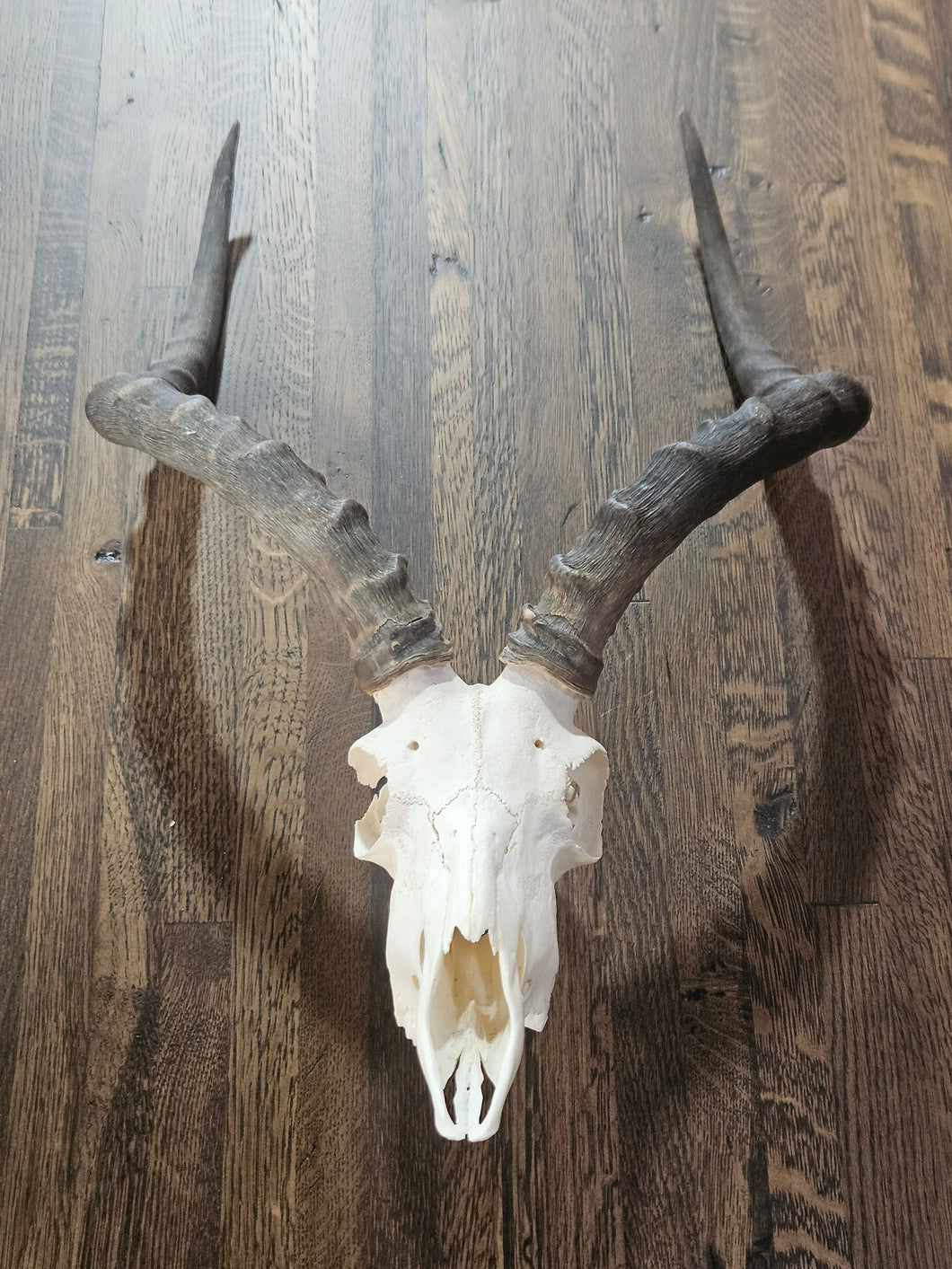 Impala Skull