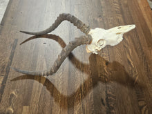 Load image into Gallery viewer, Impala Skull
