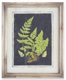 Assorted 16.75 Inch Natural Wood Framed Fern Prints