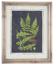 Load image into Gallery viewer, Assorted 16.75 Inch Natural Wood Framed Fern Prints
