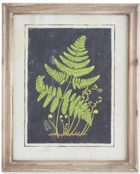 Assorted 16.75 Inch Natural Wood Framed Fern Prints