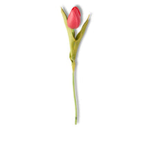 Load image into Gallery viewer, Real Touch Tulip Stem
