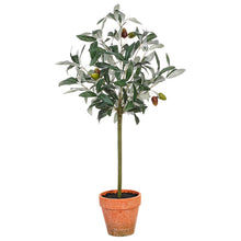 Load image into Gallery viewer, Potted Olive Tree
