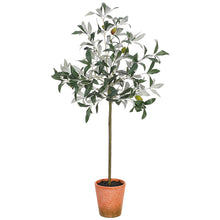 Load image into Gallery viewer, Potted Olive Tree
