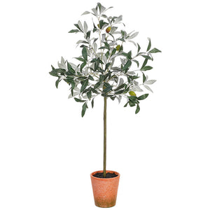 Potted Olive Tree