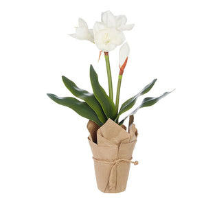 24" Potted White Amaryllis