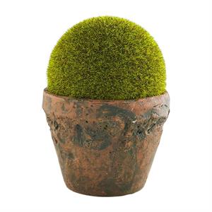 Large Preserved Moss Small Pot