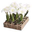 Potted White Amaryllis