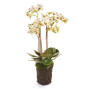 Phalaenopsis Orchid Drop-In, 20"