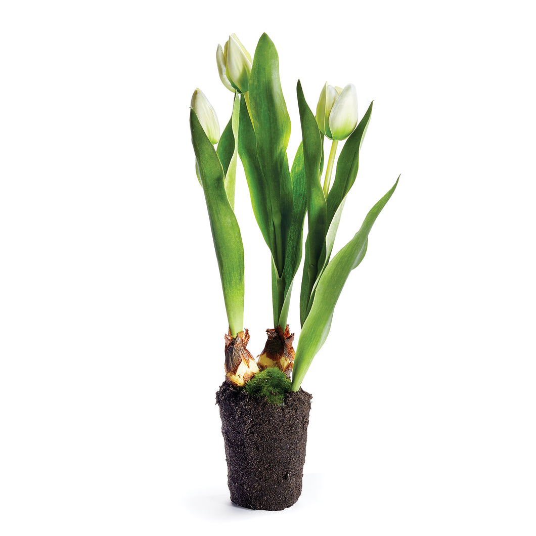 Tulip Drop-In, 18
