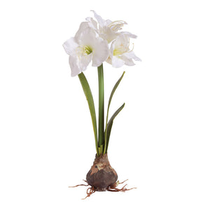 Amaryllis With Bulb, 27"