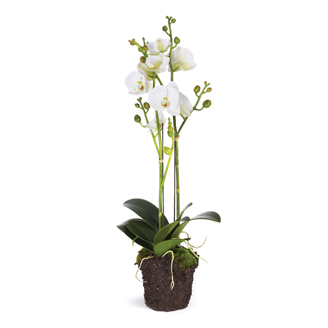 Phalaenopsis X 2 Drop-In, 23