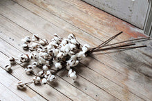 Load image into Gallery viewer, Large Cotton Stems
