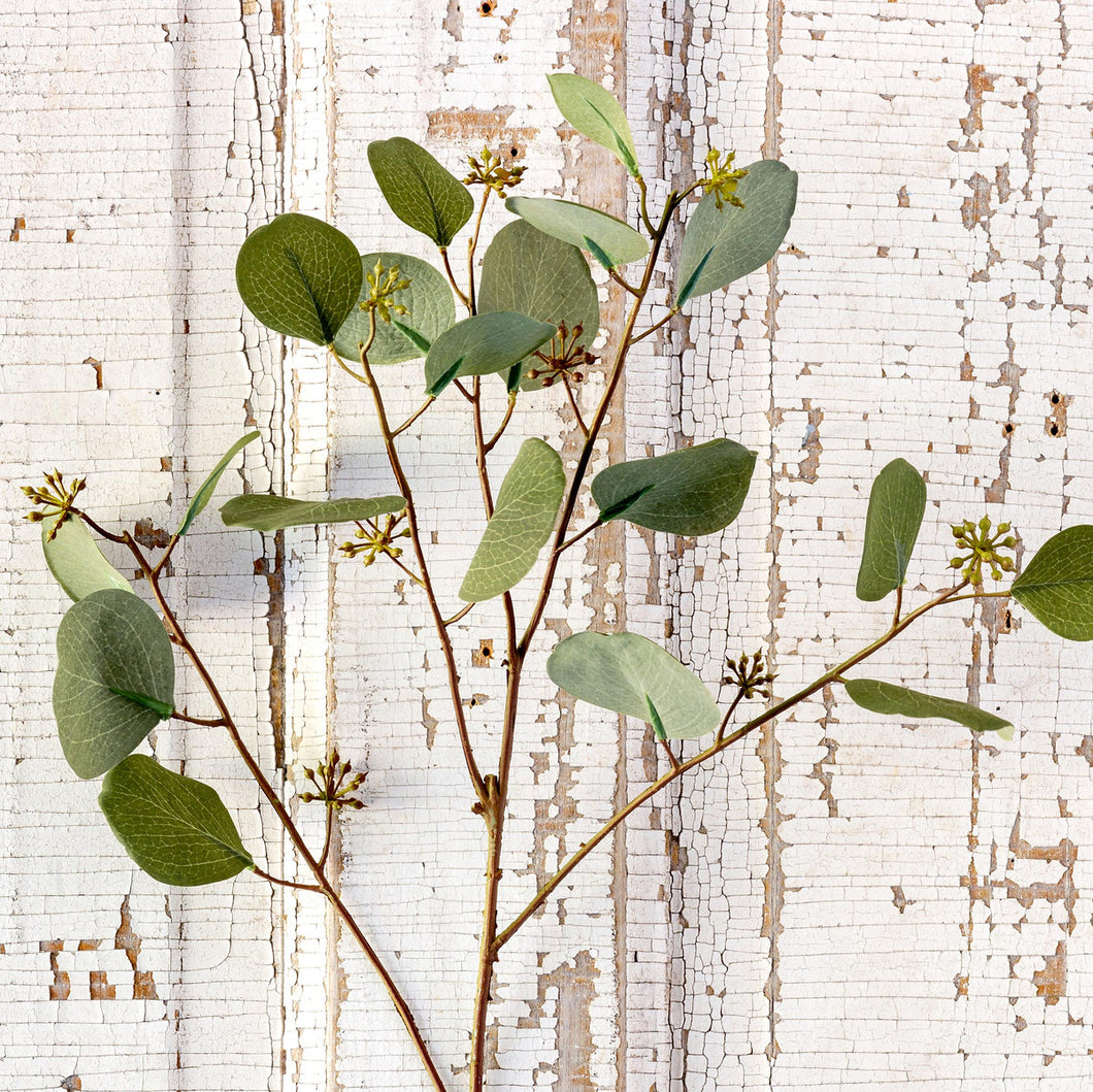 Silver Dollar Eucalyptus Stem