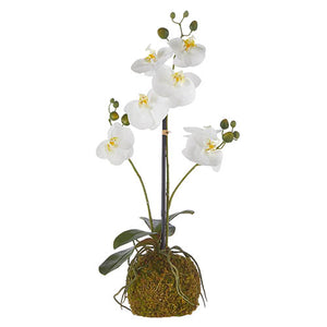 23.75" White Orchid with Moss Ball