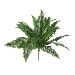 20" Boston Fern Bush