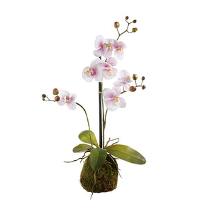 23.5" Light Pink Orchid with Moss Ball