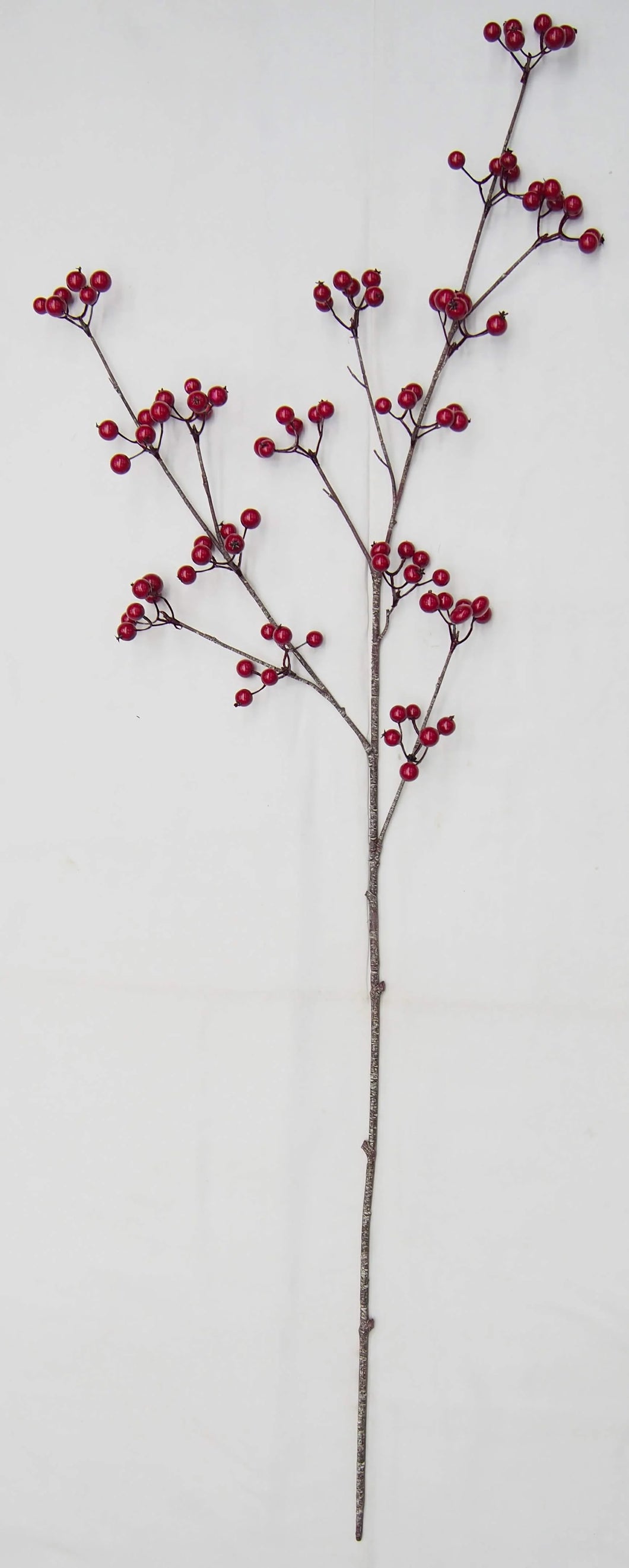 Hawthorn Berry Stem