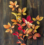 Autumn Virginia Creeper Leaf Spray