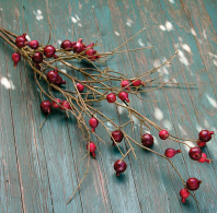 Pomegranate Branch