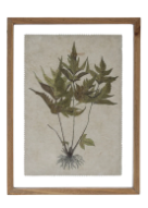Framed Wall Decor with Botanical Print