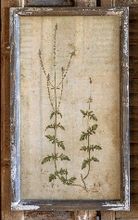 Load image into Gallery viewer, Field Flower Botanical Print
