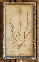 Load image into Gallery viewer, Field Flower Botanical Print
