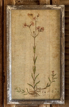 Load image into Gallery viewer, Field Flower Botanical Print
