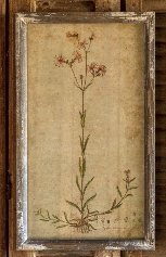 Field Flower Botanical Print