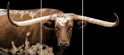 Brown and White Longhorn Triptych